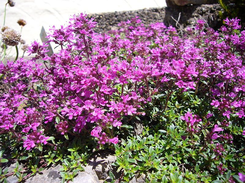 File:Creeping red thyme.jpg