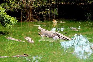 Teritip Crocodile Breeding Zoo