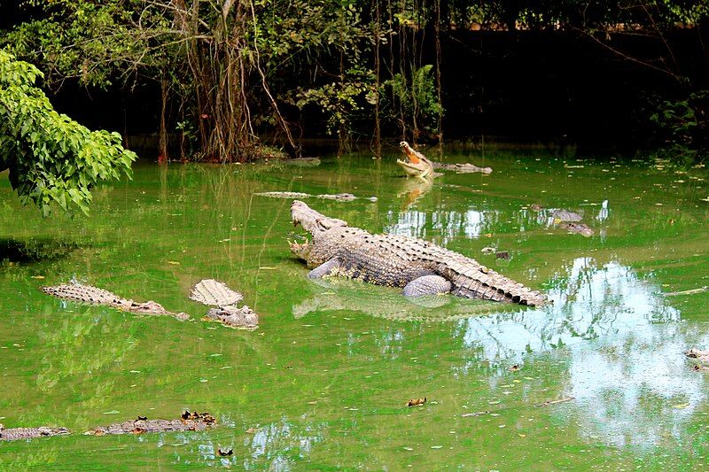 File:Crocodiles, Balikpapan, Indonesia.jpg