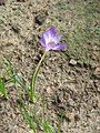 Crocus goulimyi