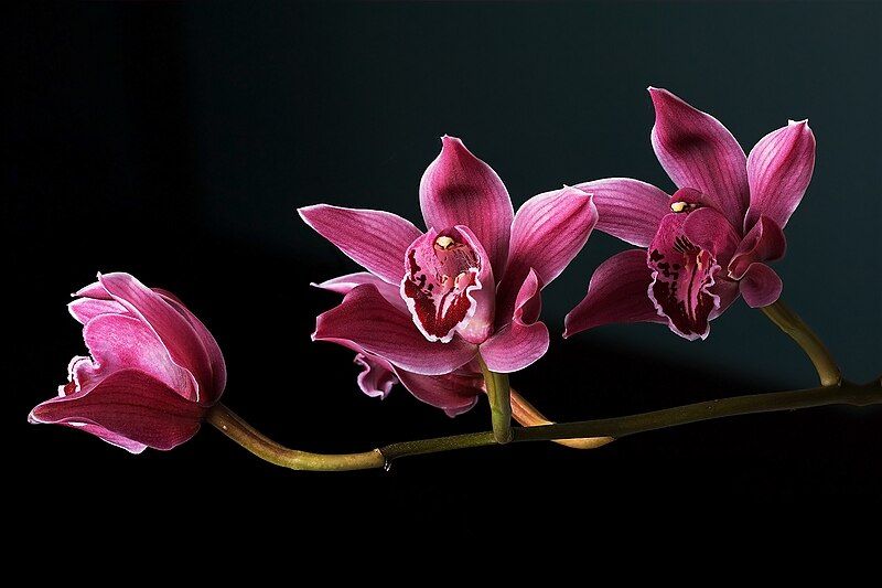 File:Cymbidium Clarisse.jpg