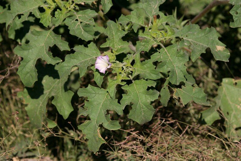 File:Datura quercifolia 1.jpg