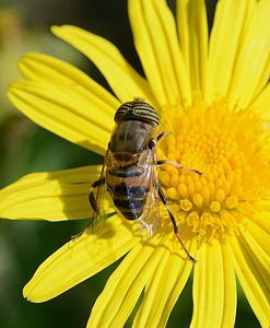 Eristalinus taeniops, by Alvesgaspar