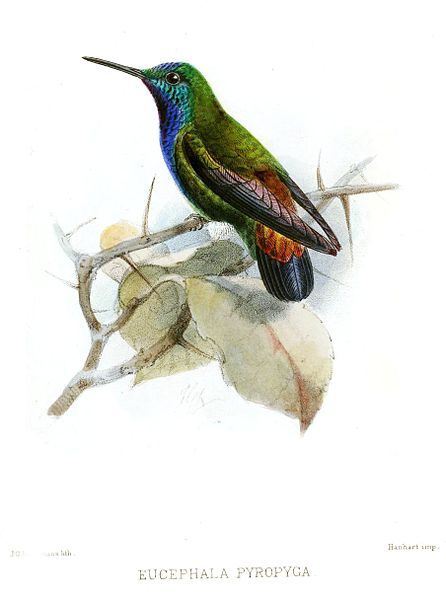 File:EucephalaPyropygaKeulemans.jpg