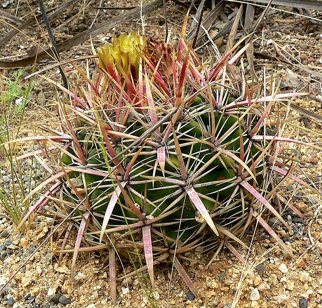 File:Ferocactus viridescens 1.jpg