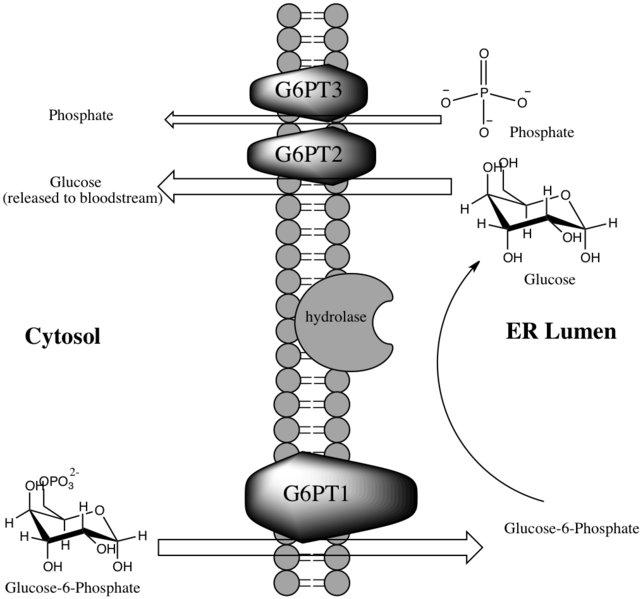 File:Figure 1.1.png