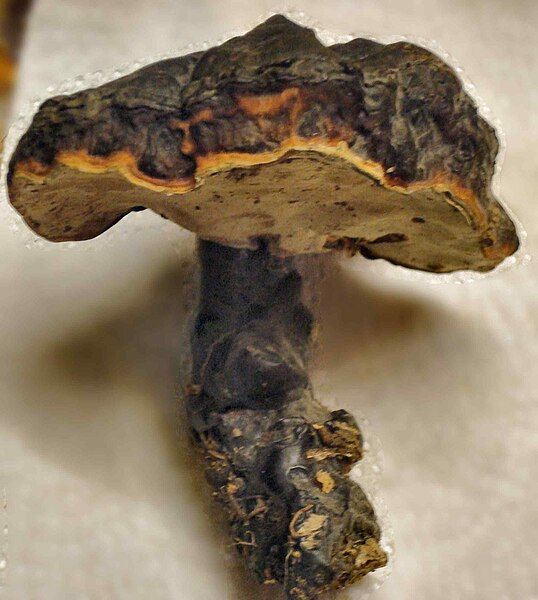 File:Ganoderma lucidum (Touraine)-1.jpg