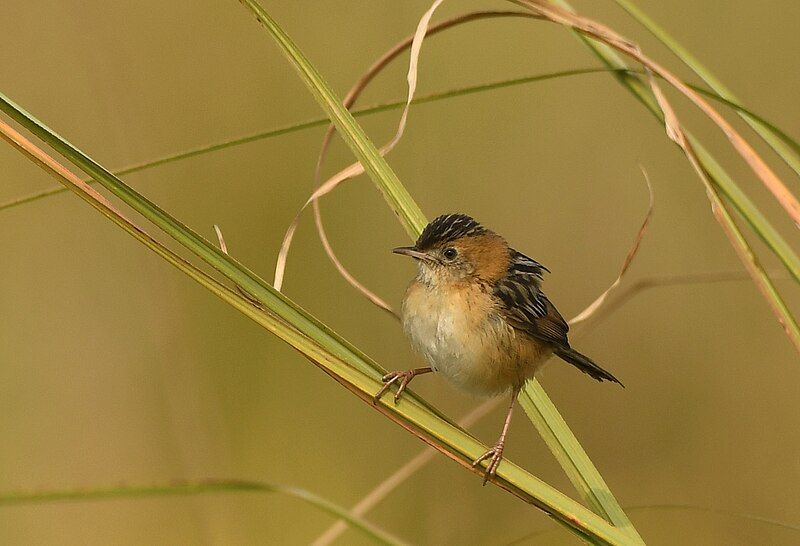 File:Golden-headed Cisticola AMSM1384.jpg