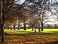 North Hagley Park, late afternoon in winter