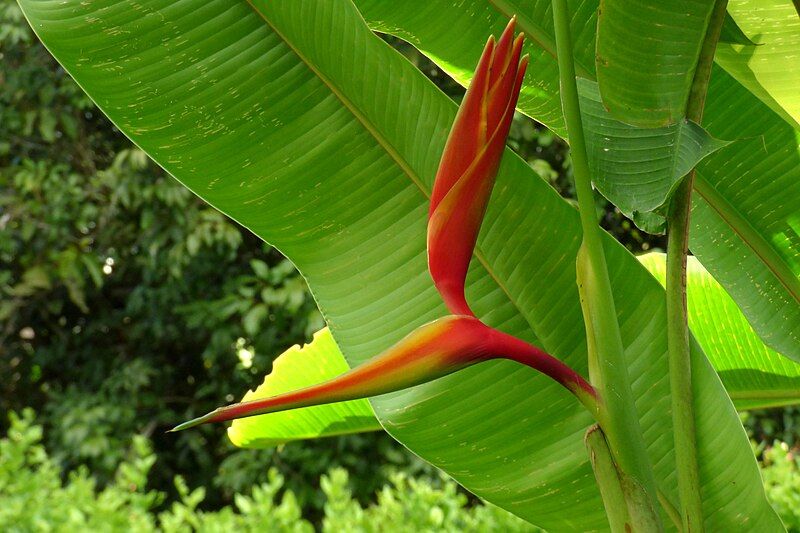 File:Heliconia thomasiana (14732346647).jpg