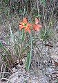 (3) Hippeastrum, probably Hippeastrum puniceum  Done