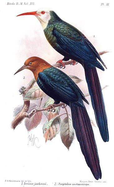 File:Irrisor-ScoptelusKeulemans.jpg