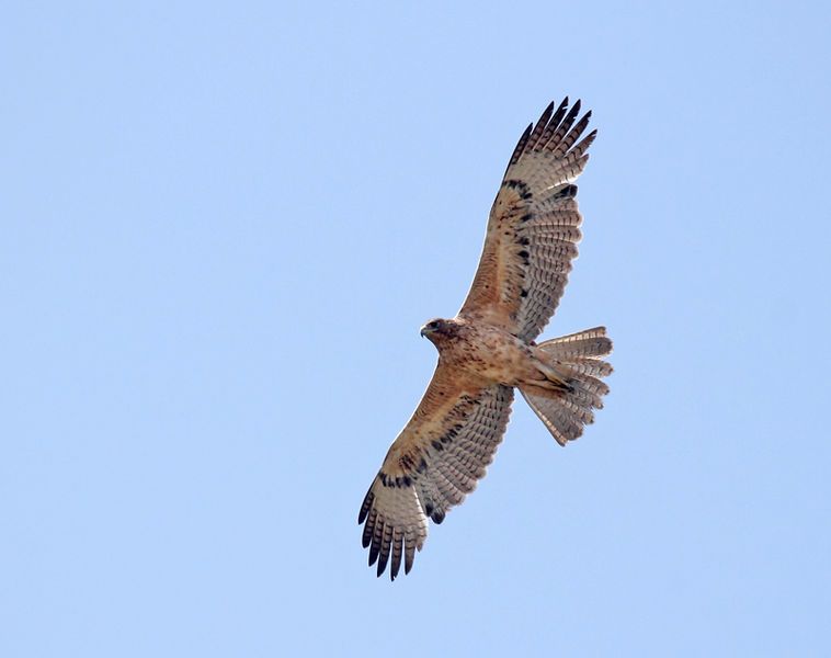 File:Juvenile Bonelli's eagle.jpg