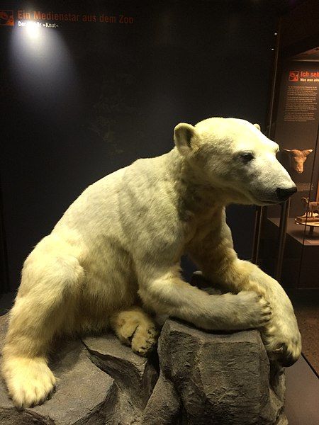 File:Knut Polarbear .jpg