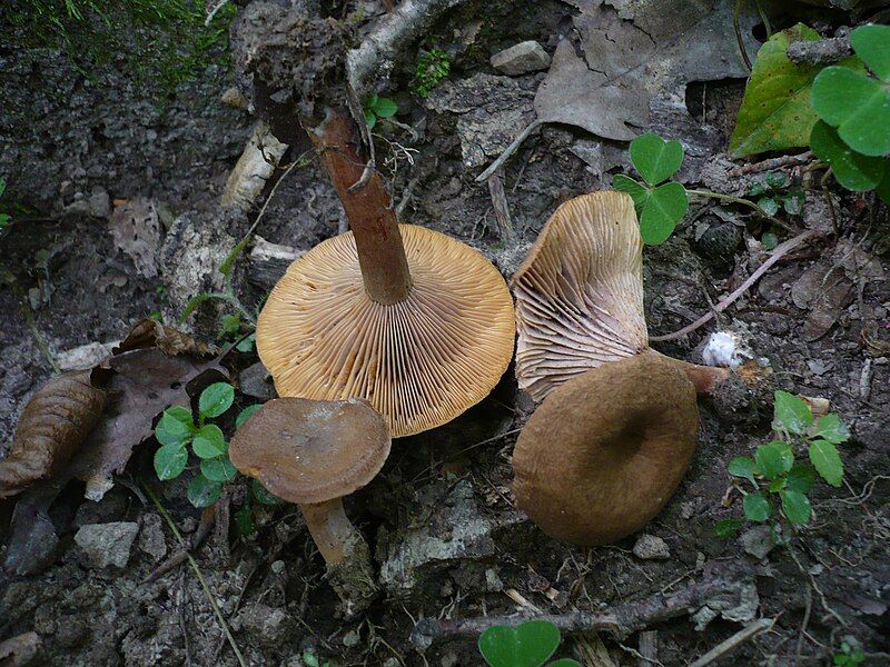 File:Lactarius subumbonatus 41576.jpg