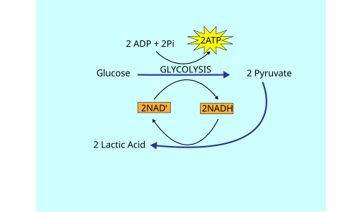 File:Lactic Acid Fermentation.svg