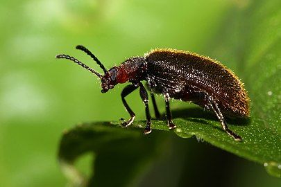 Lagria sp. (Lagriinae) in Tanzania