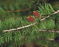 foliage and cones