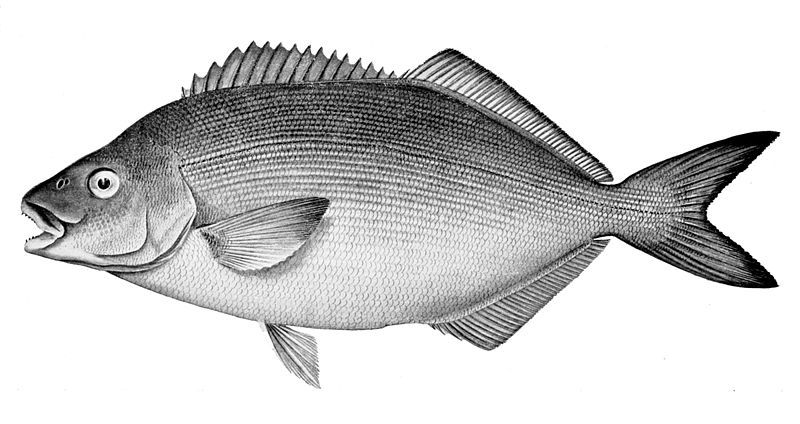 File:Latridopsis forsteri.jpg