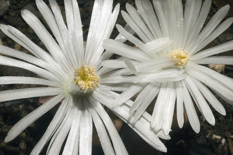 File:Lithops sp Blooms.jpg