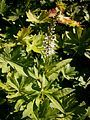 Lysimachia clethroides