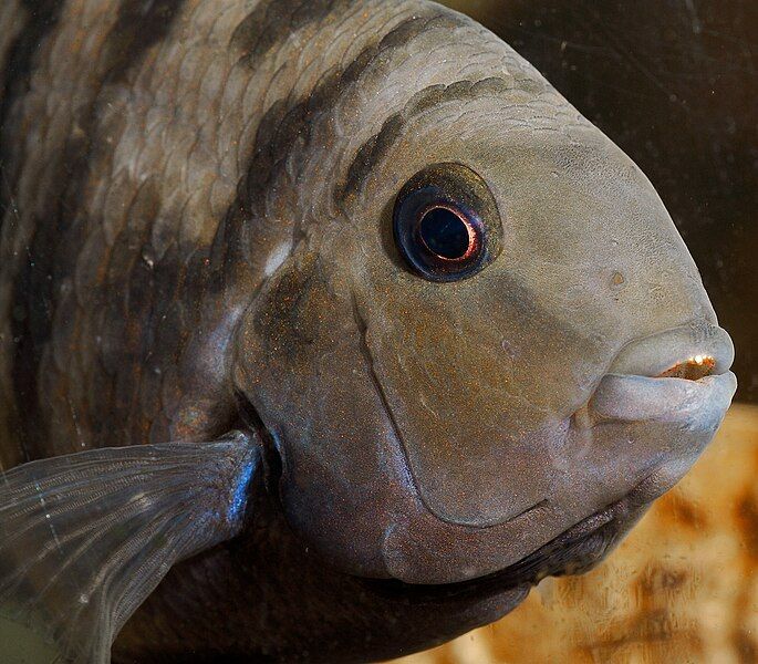 File:Male Convict Cichlid.jpg