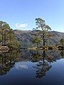 Image 8Eilean Ruairidh Mòr, one of many forested islands in Loch Maree Credit: Jerry Sharp