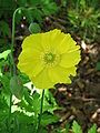 Papaver cambricum half-double close-up