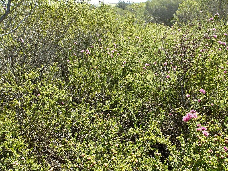 File:Melaleuca amydra (habit).JPG