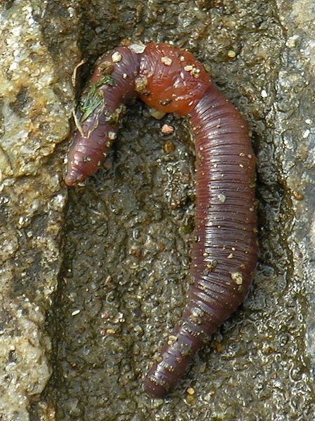 File:Miñoca.earthworm.jpg