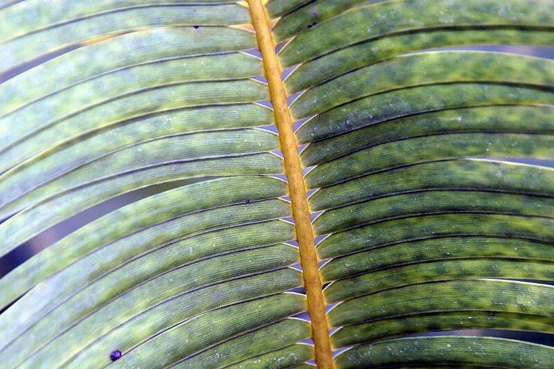 File:Microcycas calocoma 3zz.jpg