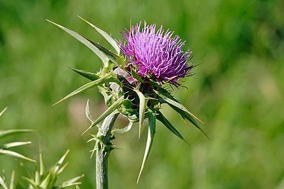 Thistle flower head