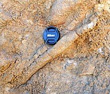 "Muensteria" trace fossil from the Temblor Formation (Lower Miocene) of Kern County, California. Note the menisci (back-filling structures) in the burrow.