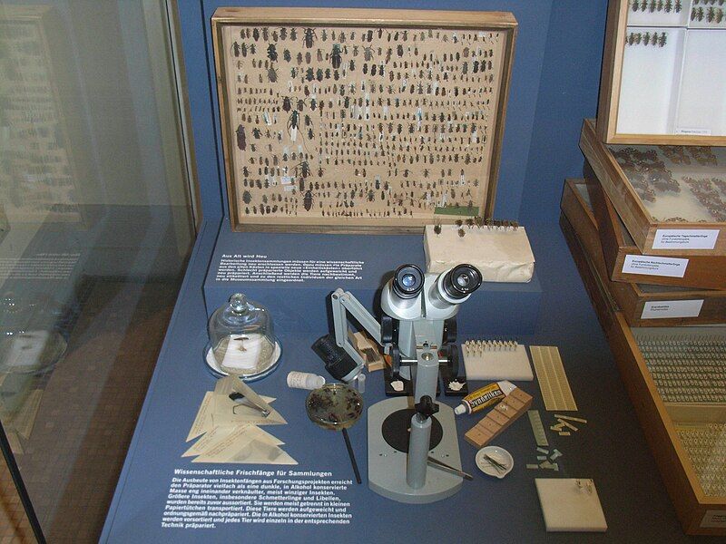 File:MuseumfürNaturkundeInsectPreparation (2).jpg