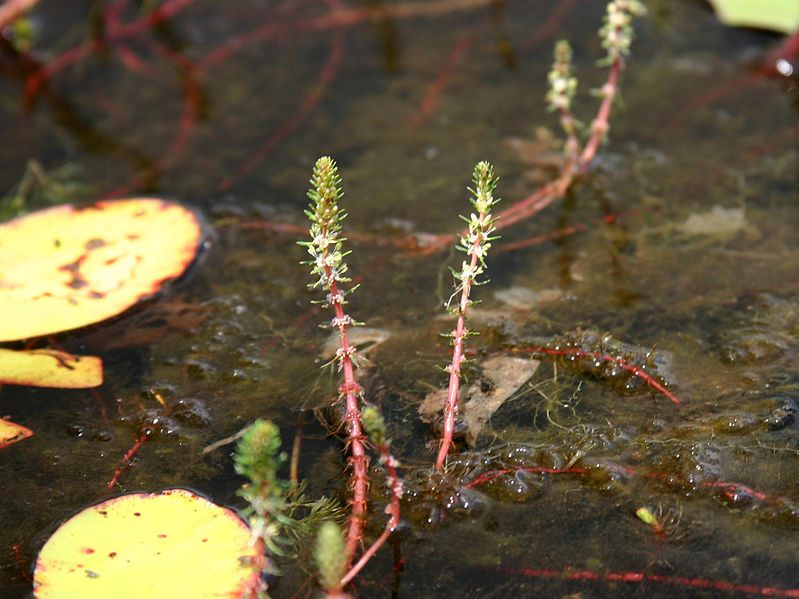 File:Myriophyllum heterophyllum 5457877.jpg