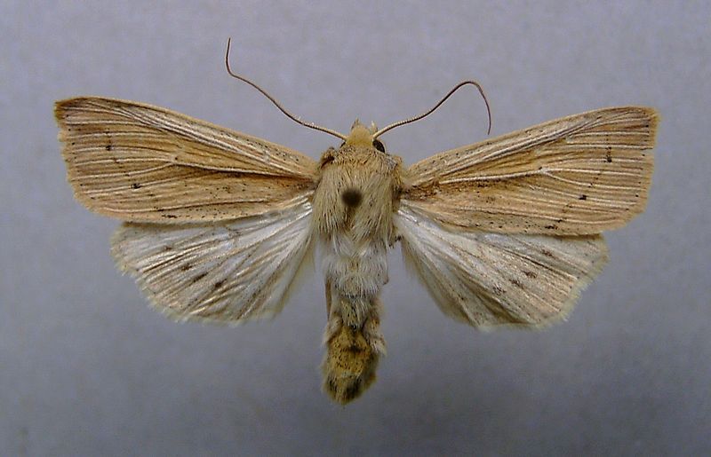 File:Mythimna straminea 01.JPG