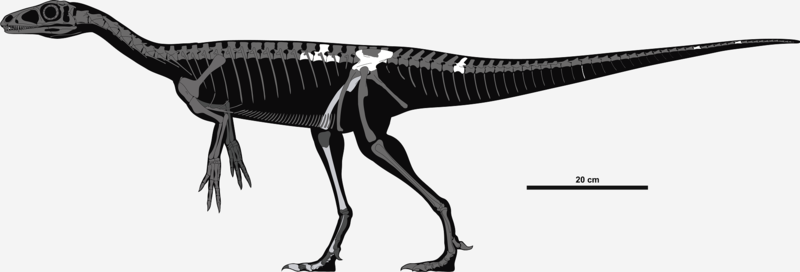 File:Nhandumirim skeletal.png