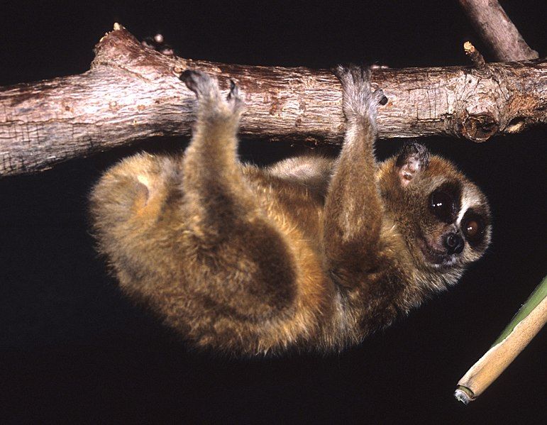 File:Nycticebus pygmaeus 005.jpg