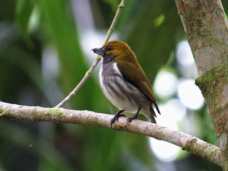 File:Olive-backed Flowerpecker2.jpg