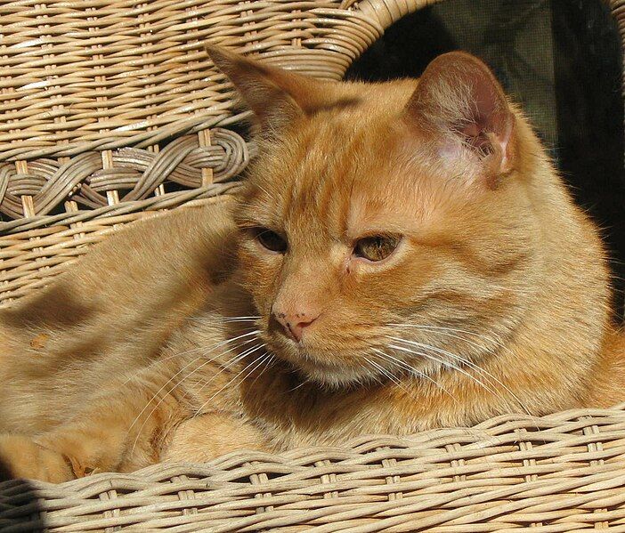 File:Orange-tabby-cat.jpg