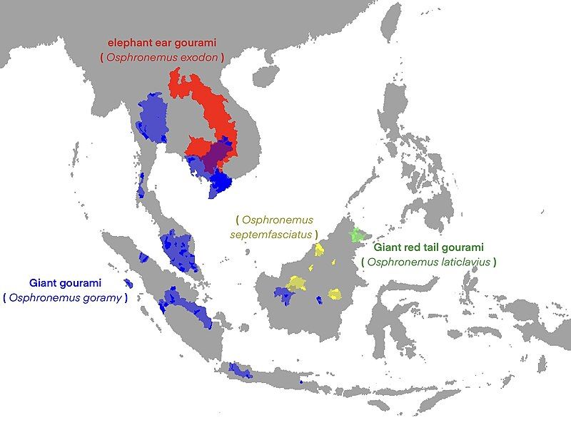 File:Osphronemus Map.jpg