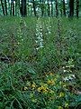 Platanthera bifolia Habitat