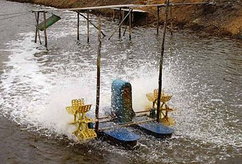 A 1 horsepower paddlewheel aereator used in a shrimp pond in Indonesia.