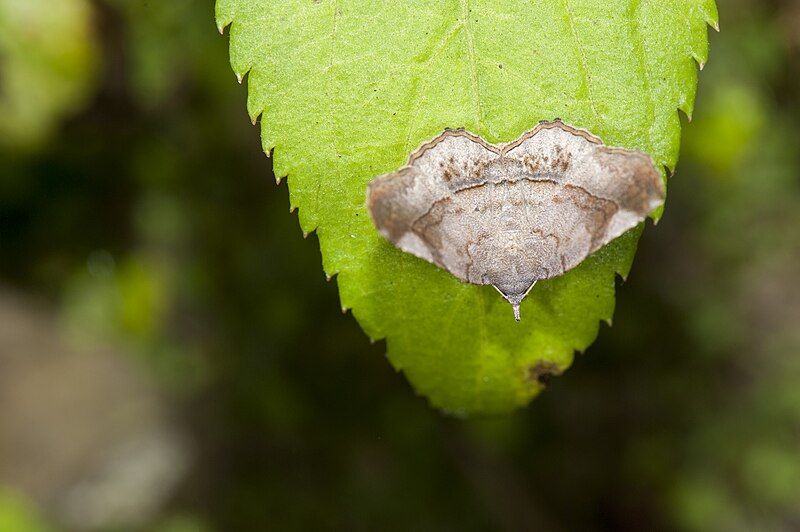 File:Pangrapta plumbilineata (26772501912).jpg