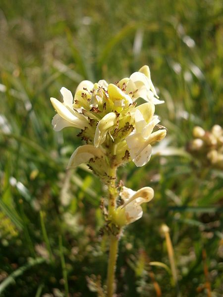 File:Pedicularis tuberosa 001.jpg