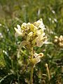 Pedicularis tuberosa