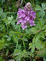 Pedicularis verticillata