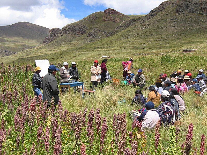 File:Peru Chenopodium quinoa.jpg