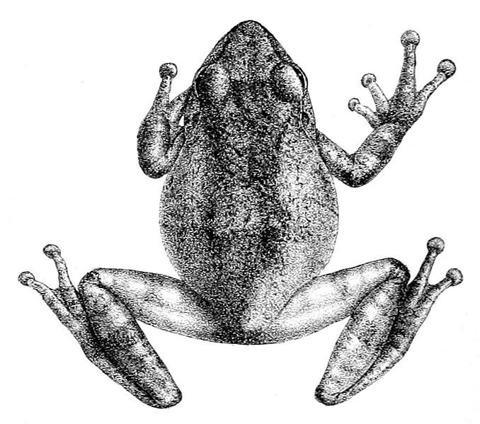 File:Philautus dubius.jpg