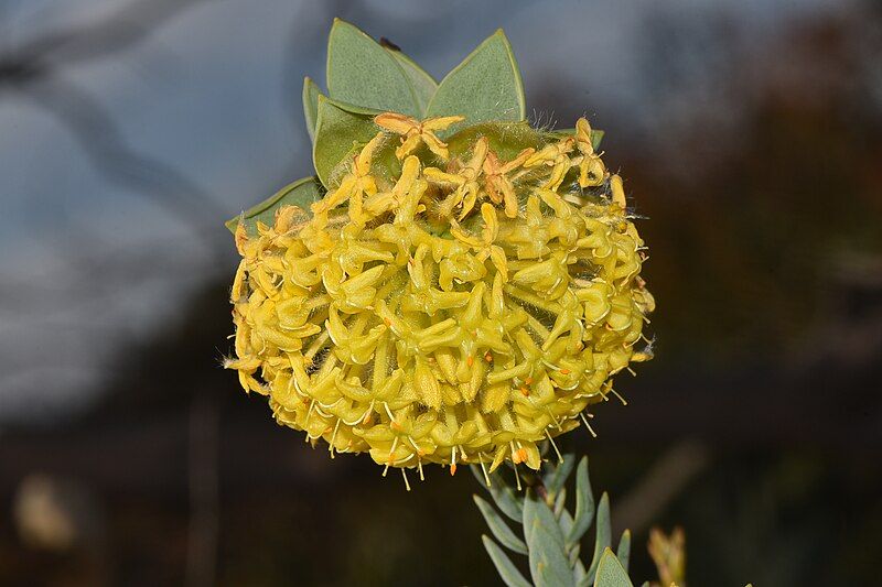 File:Pimelea suaveolens 02.jpg